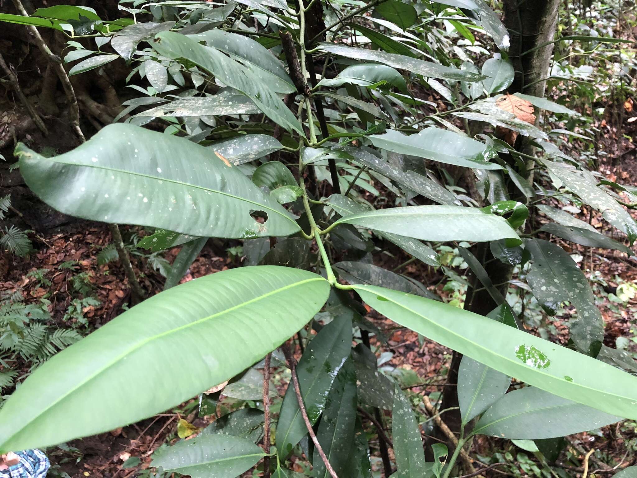 Image of Garcinia macrophylla Mart.