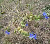 Image of Anchusa procera Bess. ex Link