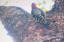 Image of Rufous-bellied Woodpecker