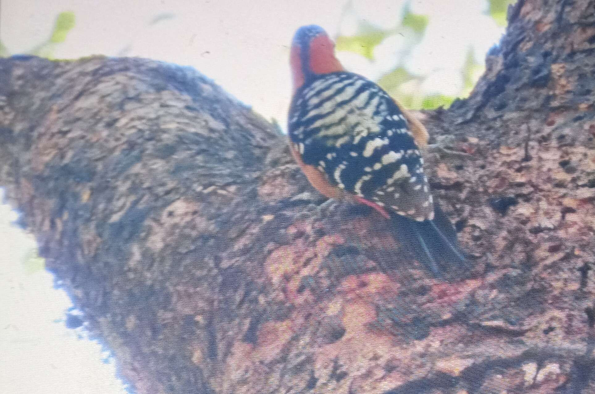 Image of Rufous-bellied Woodpecker