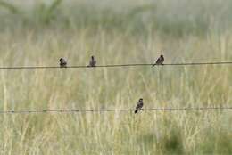 Image of Plum-headed Finch