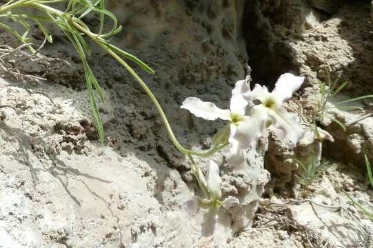 Matthiola fruticulosa subsp. valesiaca (J. Gay ex Gaudin) P. W. Ball resmi