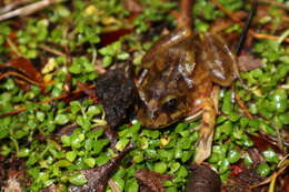 Image of Emilio's Ground Frog