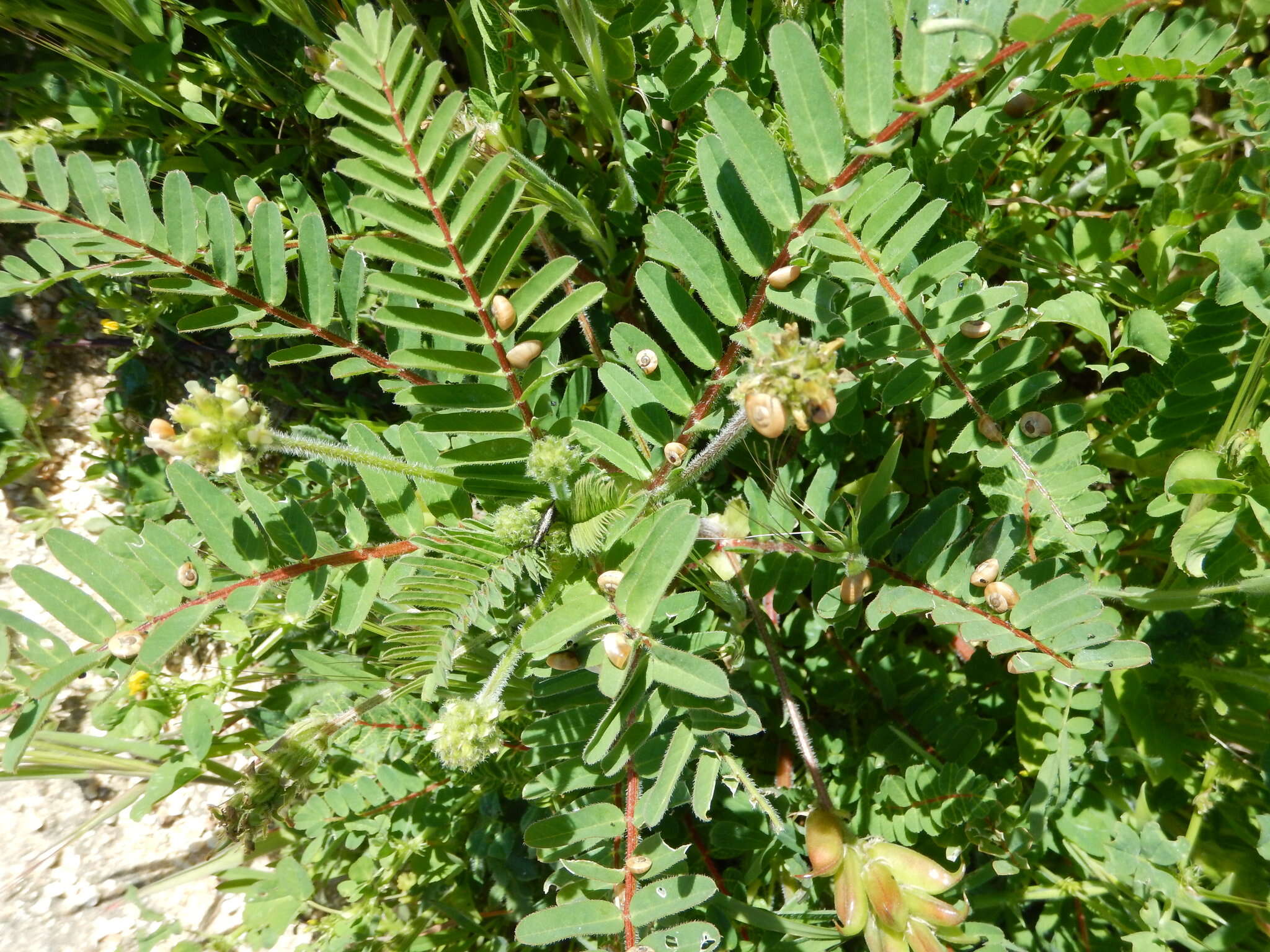 Image of Yellow Milk-vetch