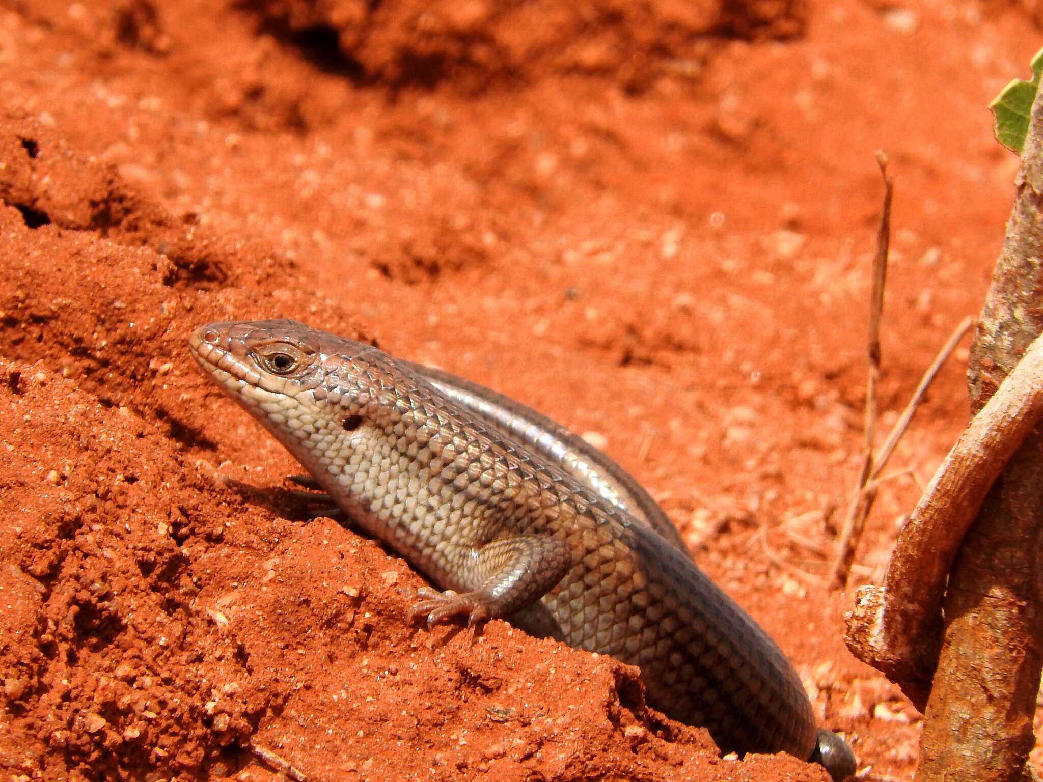 Image of Short-necked Skink