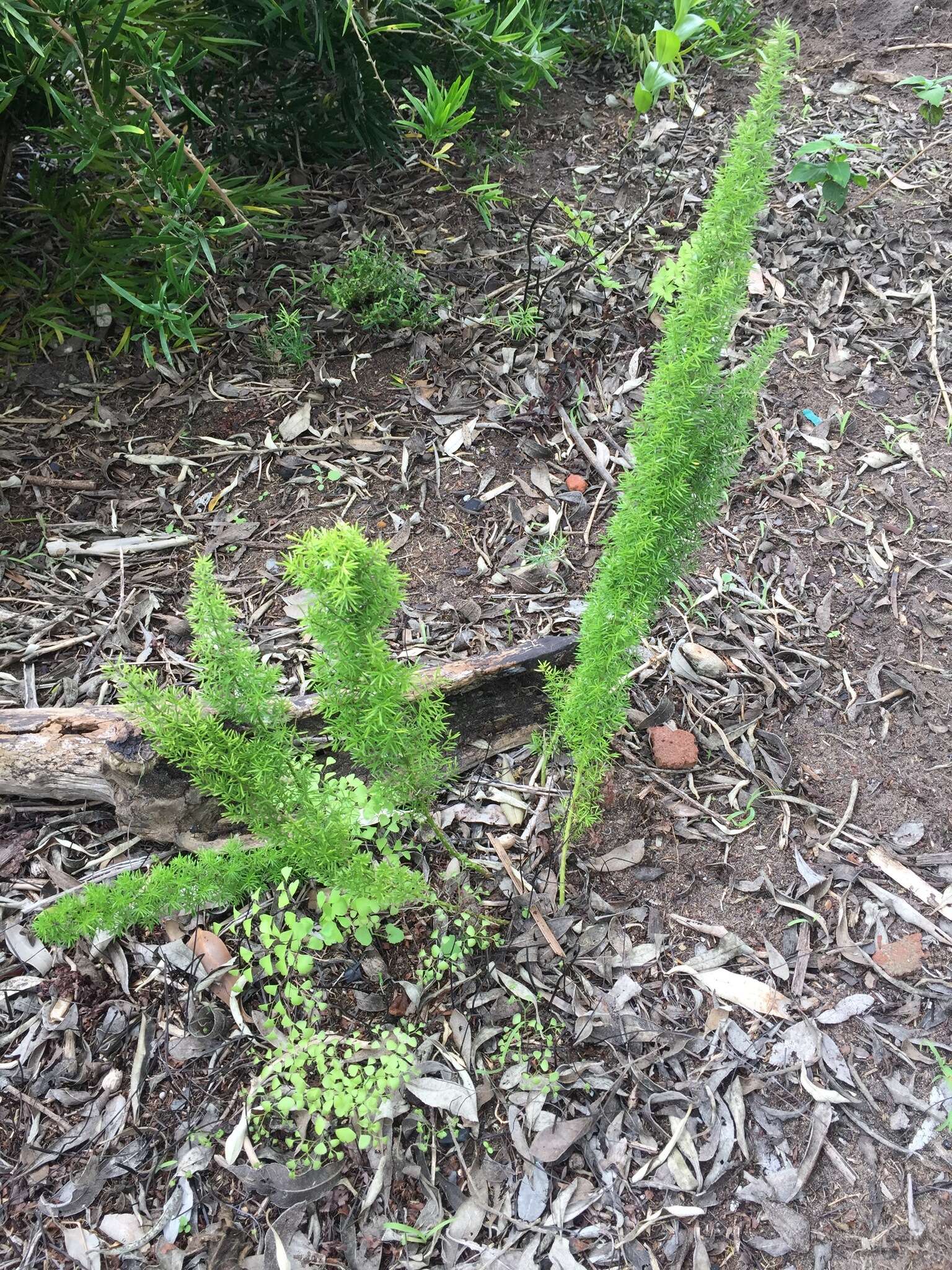 Image de Asparagus densiflorus (Kunth) Jessop