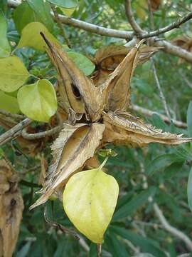 Image of Marsdenia dregea (Harv.) Schltr.