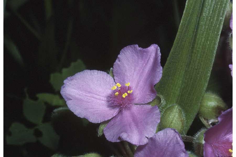 Tradescantia virginiana (rights holder: "<a href=""http://www.pwrc.usgs.gov/WLI/"">USDA NRCS Wetland Science Institute</a>.")