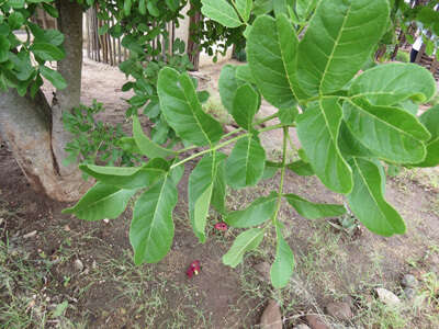 Image of sausage tree