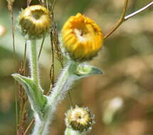 Plancia ëd Pentanema oculus-christi (L.) D. Gut. Larr., Santos-Vicente, Anderb., E. Rico & M. M. Mart. Ort.