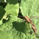 Image of Coreus marginatus marginatus (Linnaeus 1758)