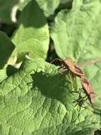 Imagem de Coreus marginatus marginatus (Linnaeus 1758)