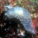 Image of Gymnodoris tuberculosa Knutson & Gosliner 2014