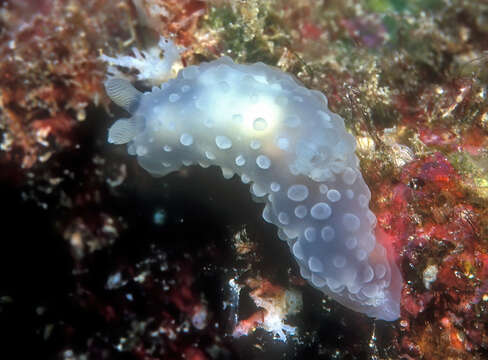 Image of Gymnodoris tuberculosa Knutson & Gosliner 2014