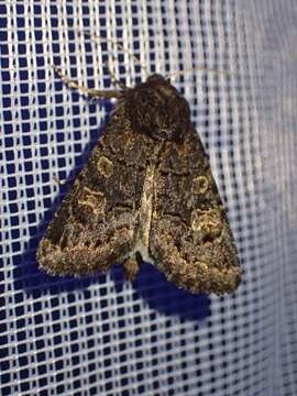 Image of hedge rustic