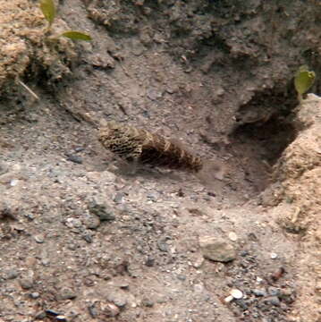 Image of Target shrimp goby