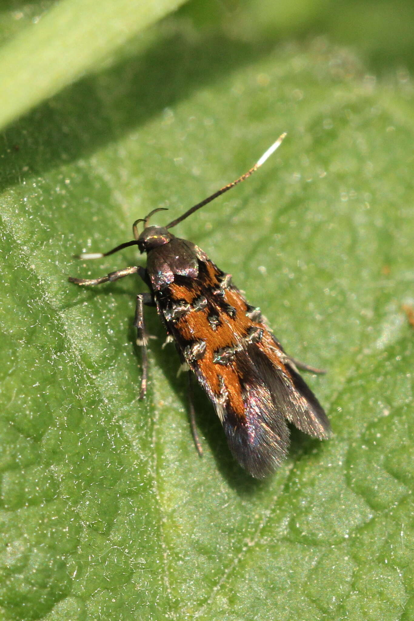 Image de Pancalia leuwenhoekella Linnaeus 1758