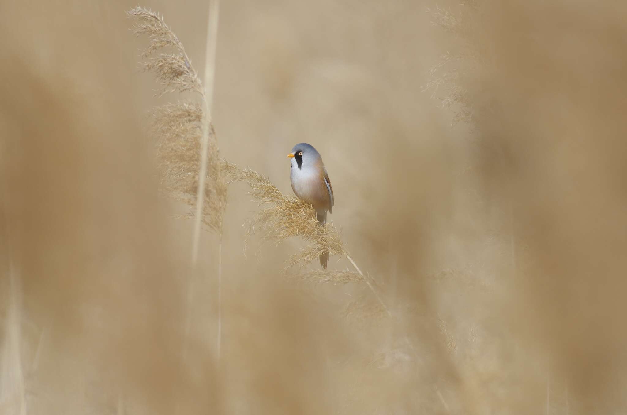 Sivun Panuridae kuva