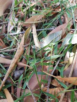 Image of Ottochloa gracillima C. E. Hubb.