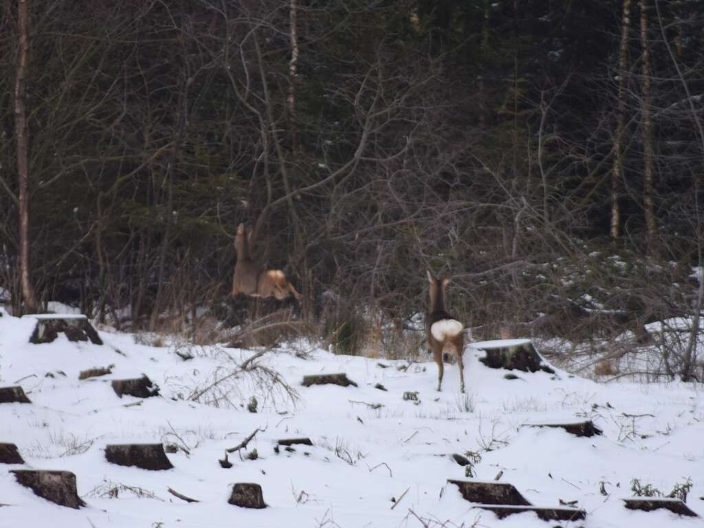 Sivun Metsäkauriit kuva