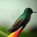 Image of Charming Hummingbird