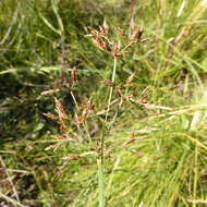 Image de Fimbristylis complanata subsp. complanata