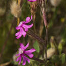 Silene scabriflora Brot. resmi