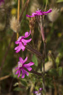 صورة Silene scabriflora Brot.