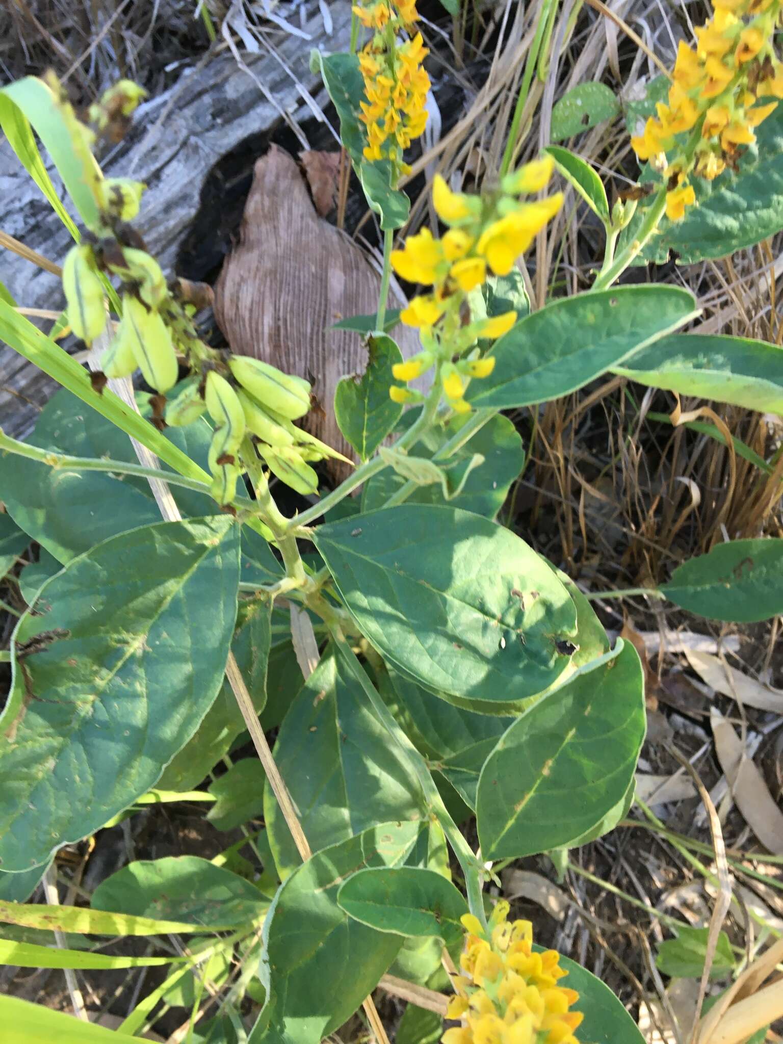 Image of Crotalaria mitchellii Benth.