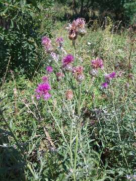 Image of Centaurea scabiosa subsp. apiculata (Ledeb.) A. D. Mikheev