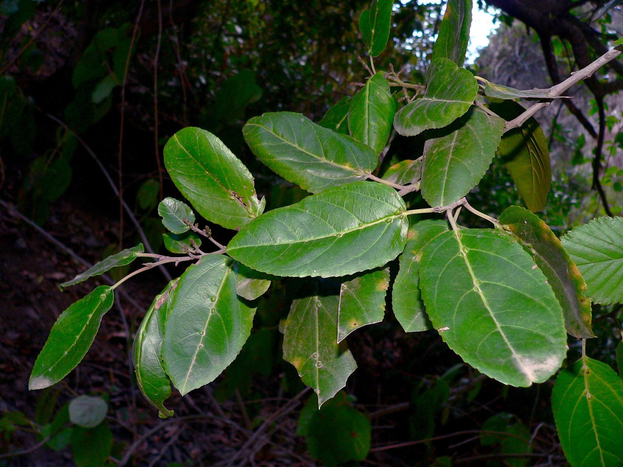 Rhamnus glandulosa Ait. resmi