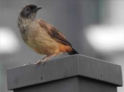 Image of Masked Laughingthrush