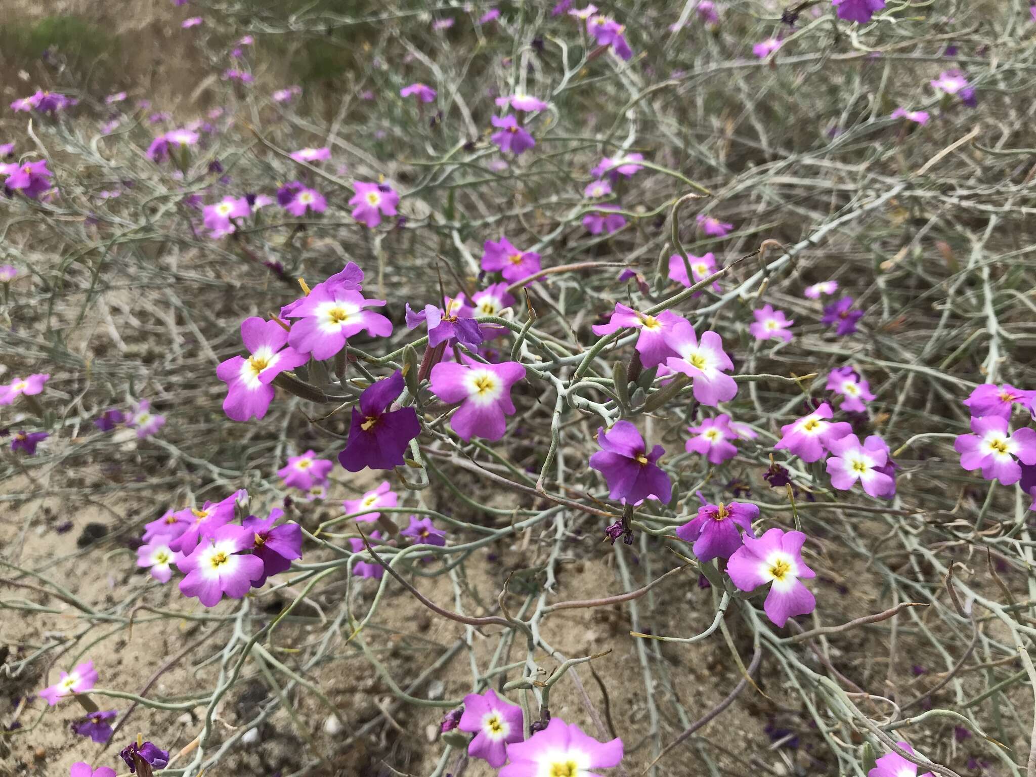 Imagem de Malcolmia littorea (L.) W. T. Aiton