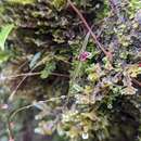 Image of Lepanthes aciculifolia Luer