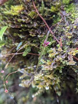 Image of Lepanthes aciculifolia Luer