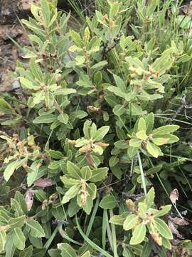 Image of Morella brevifolia (E. Mey. ex C. DC.) D. J. B. Killick