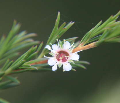 Image of Kunzea linearis (Kirk) de Lange & Toelken