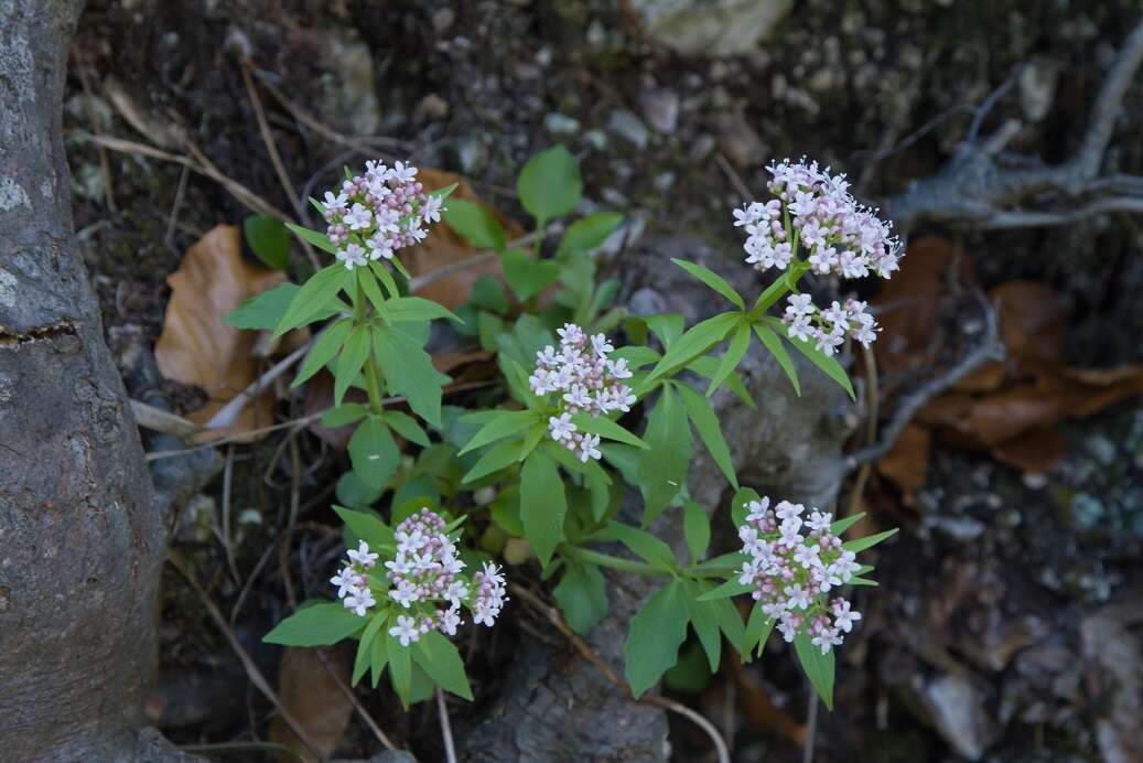 Image of <i>Valeriana tripteris</i>