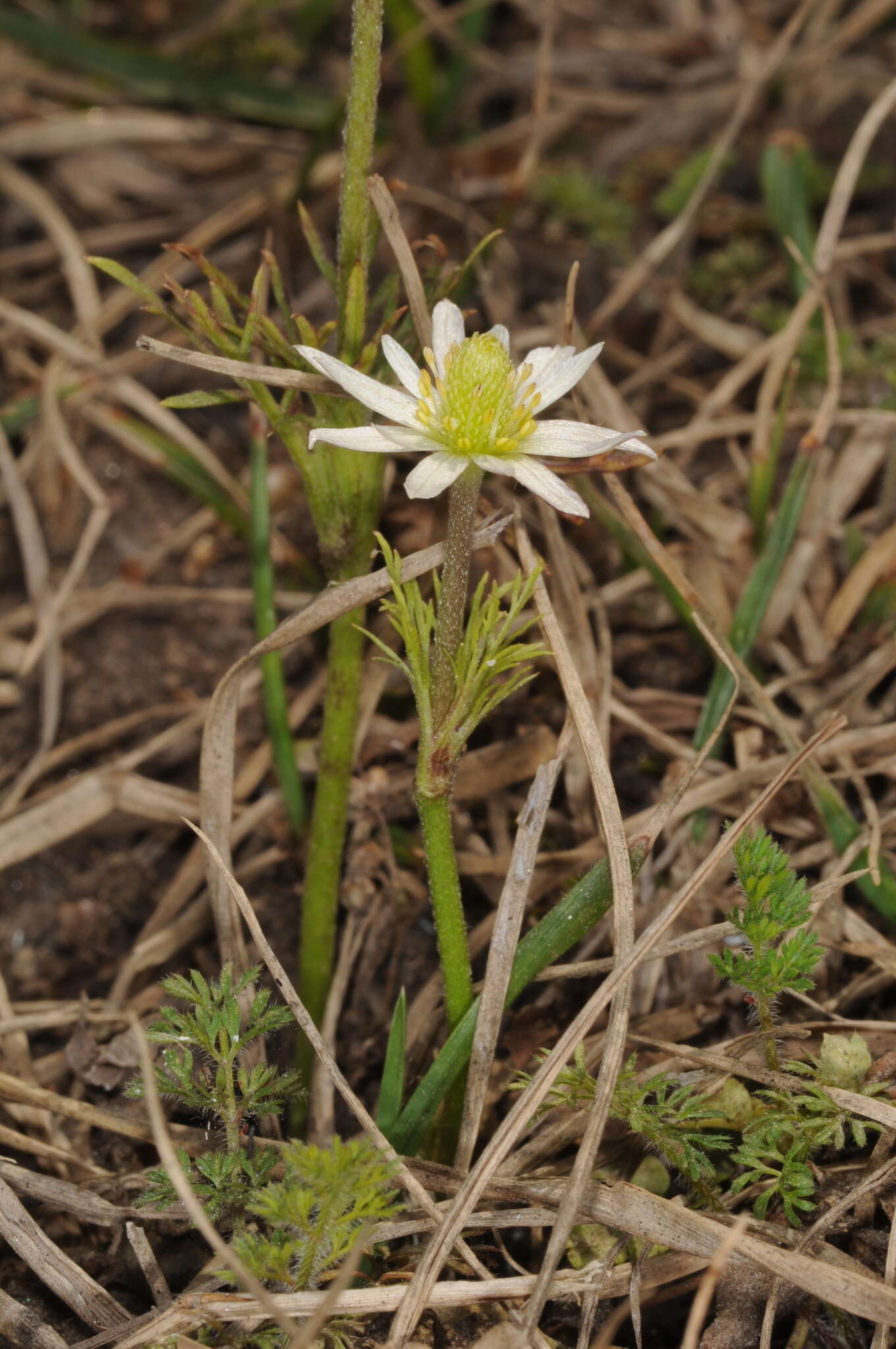 Image of Anemone decapetala Ard.