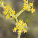 Imagem de Echinophora tenuifolia subsp. sibthorpiana (Guss.) Tutin