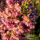 Image of Erica uberiflora E. G. H. Oliver