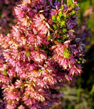 Image of Erica uberiflora E. G. H. Oliver