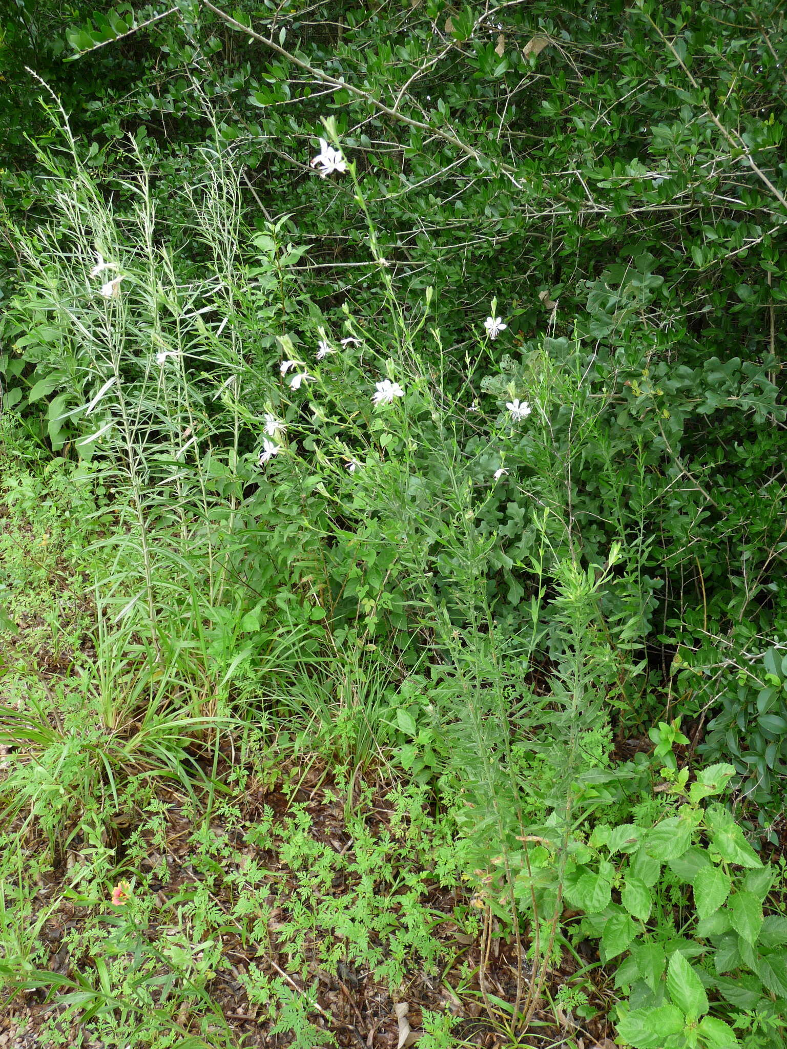 Image of Lindheimer's beeblossom