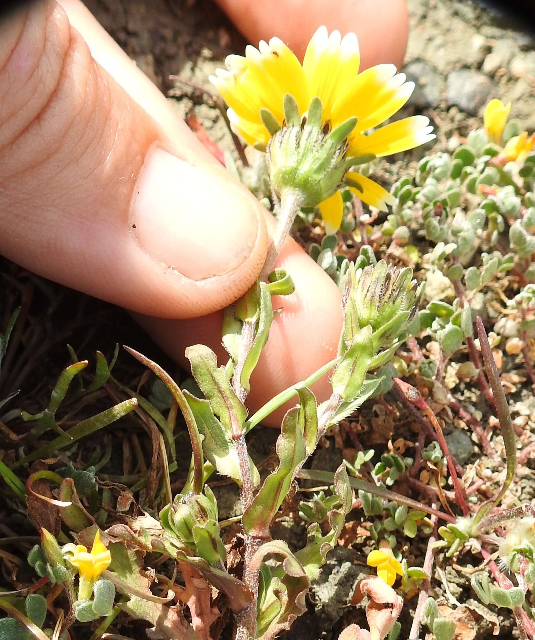 Слика од Layia chrysanthemoides (DC.) A. Gray