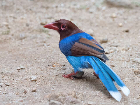 Image of Ceylon Blue Magpie