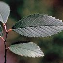 Image of Siberian Elm