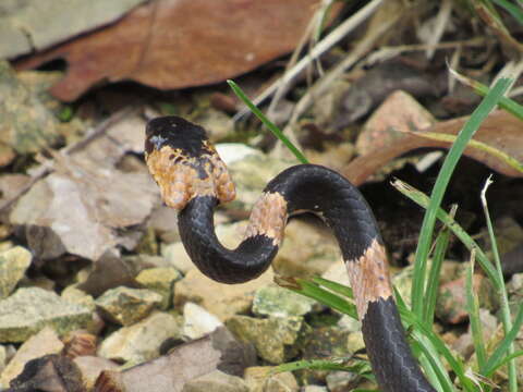 Dipsas gracilis (Boulenger 1902) resmi