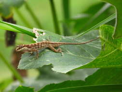 Image of Blemished Anole