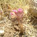 Imagem de Allium parciflorum Viv.