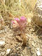 Image of Allium parciflorum Viv.